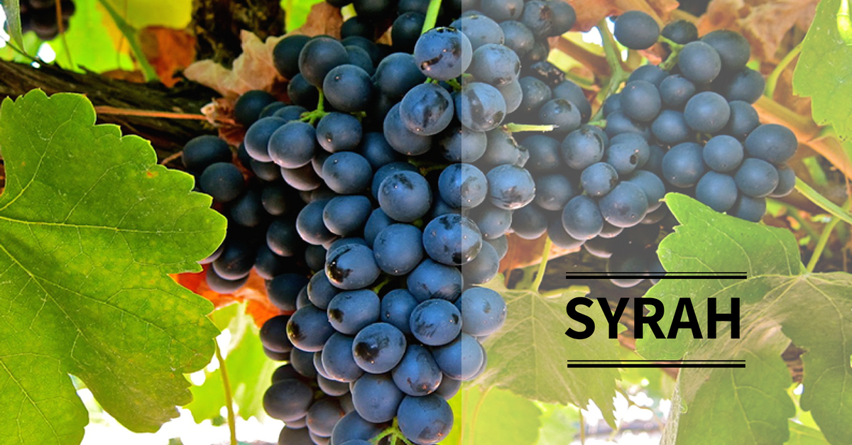 syrah-p