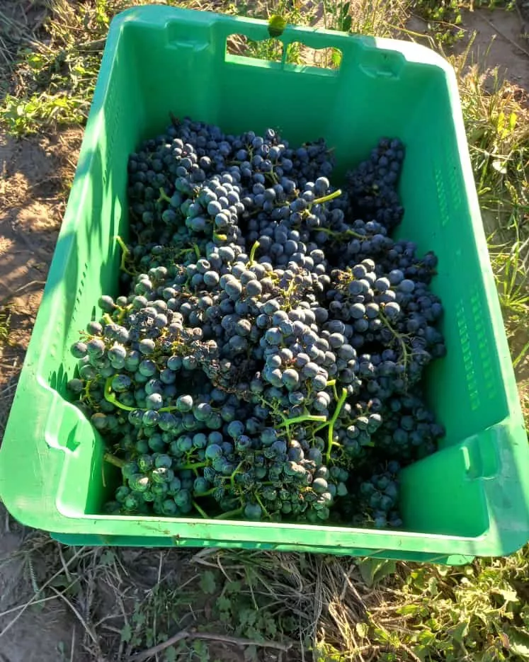 188691_whatsapp-image-2022-04-01-at-10.20.26-am