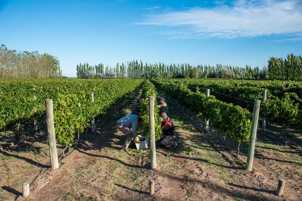 445096_whatsapp-image-2022-03-11-at-2.35.50-pm