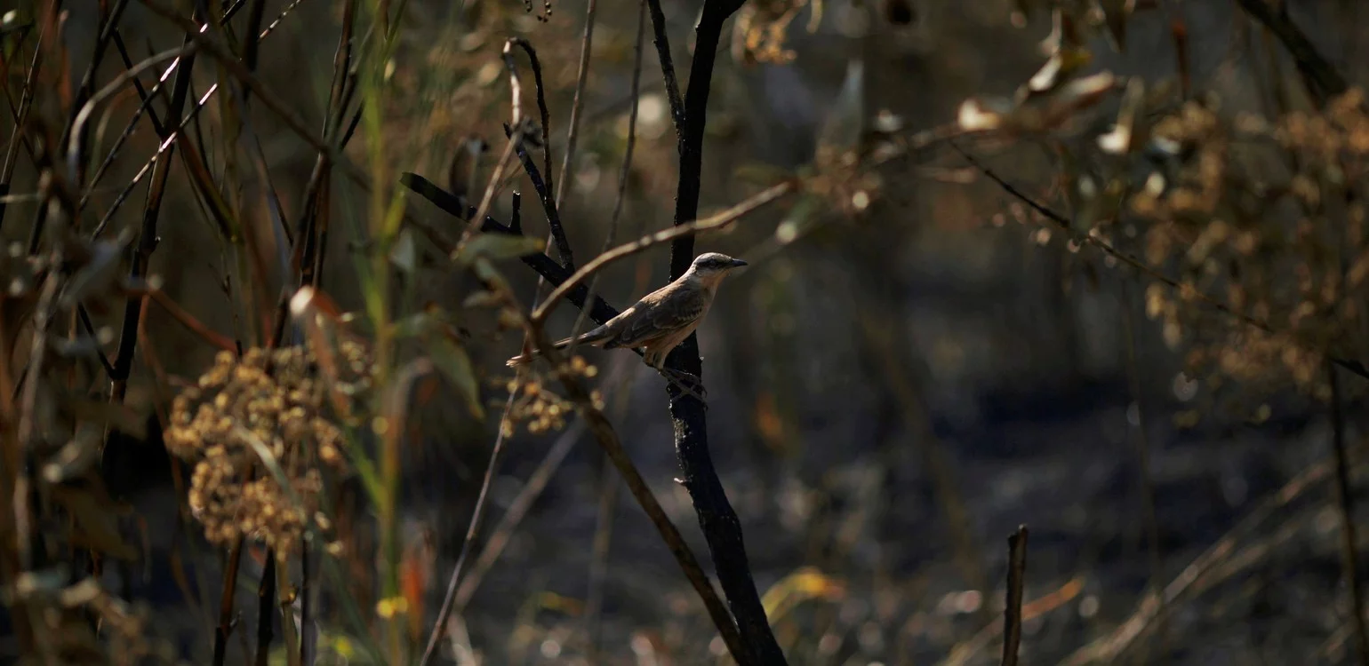pajaro-posado-en-un-arbol___IMc2ddb5v_0x750__2