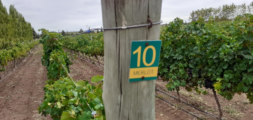 226459_d69105c7-d981-4d71-8535-971e19900be1