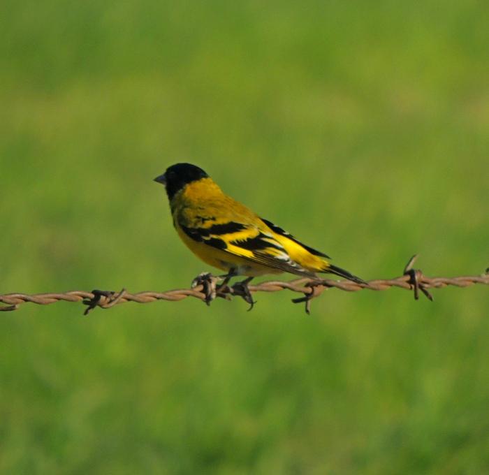 193545_cabecita-negra