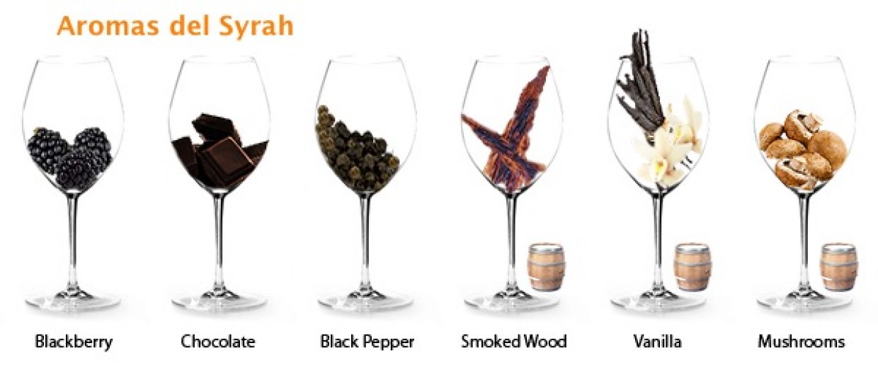 aromas_syrah_1-1240x516