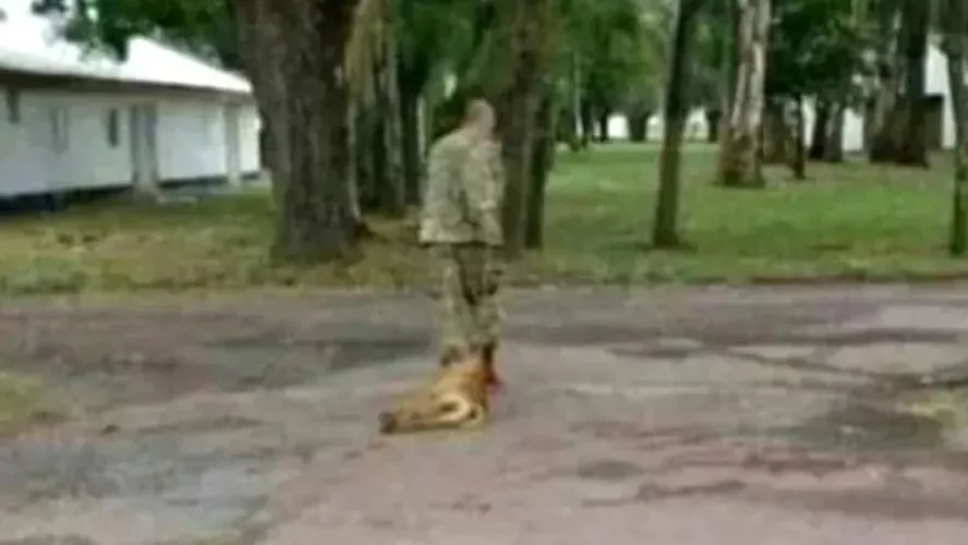 militar-perro