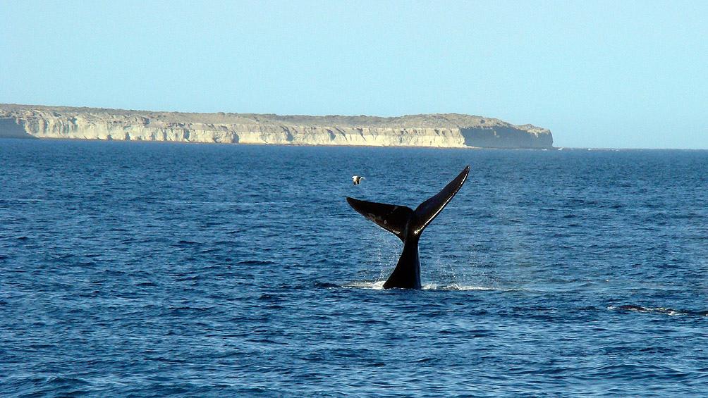 5be2d5e696e0b_1004x565