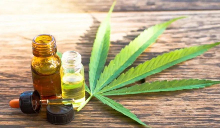 20231109102752_jujuy-producira-cannabis-medicinal-696x390