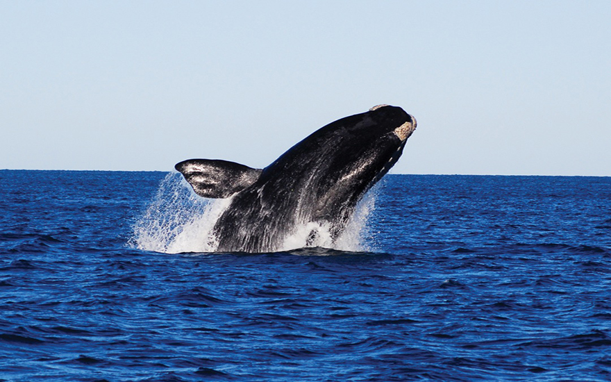 patagonia-avistaje-de-ballenas copia(2)