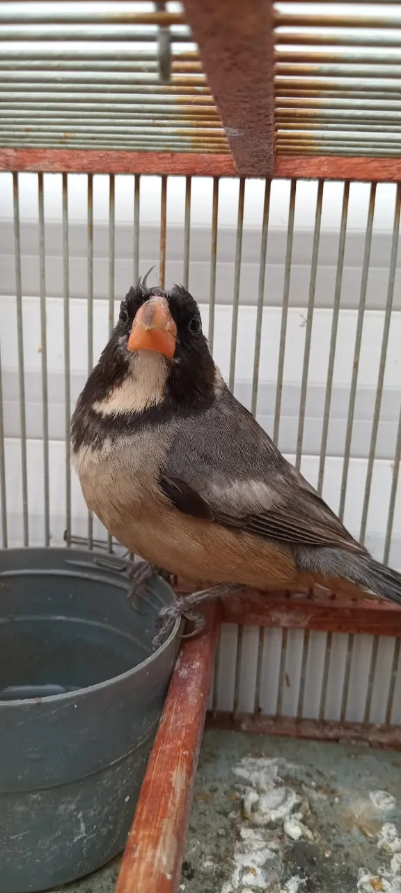 99200_whatsapp-image-2024-10-30-at-18.59.21--1-