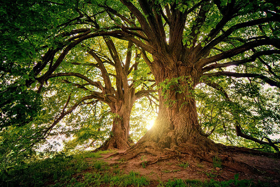 arbol-mas
