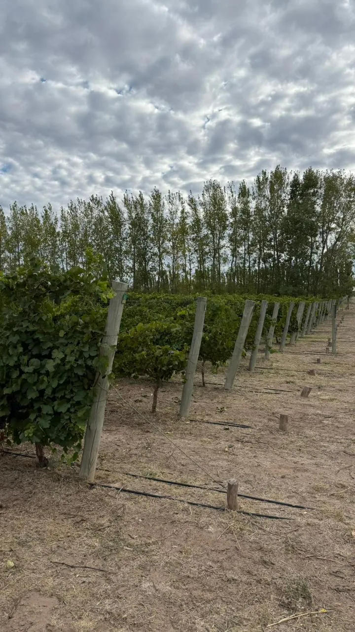 176994_whatsapp-image-2026-02-13-at-11.14.56--1-