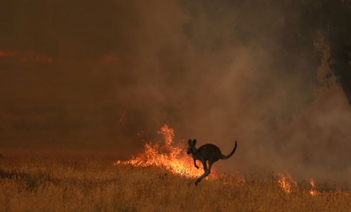 incendios-australia-animales-