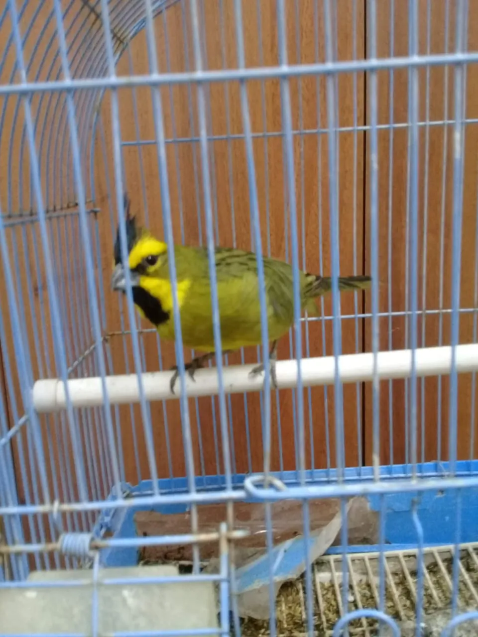 135424_whatsapp-image-2024-10-30-at-18.59.21