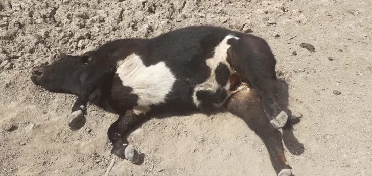 LA-PAMPA-1-1-728x345