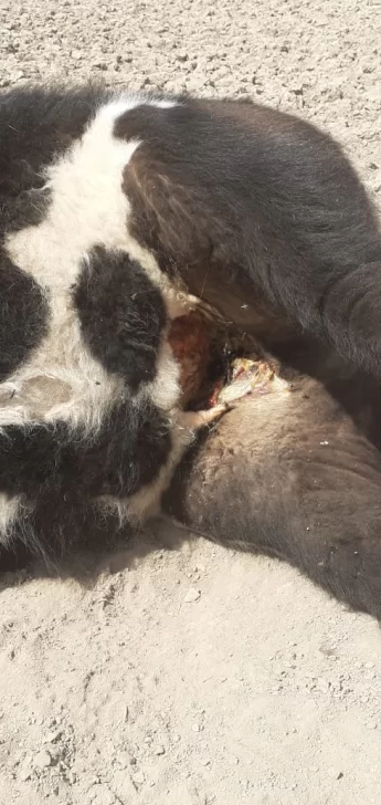 LA-PAMPA-3-1-345x728