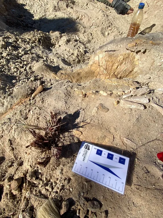 573437_whatsapp-image-2026-03-18-at-11.35.40--1- (1)