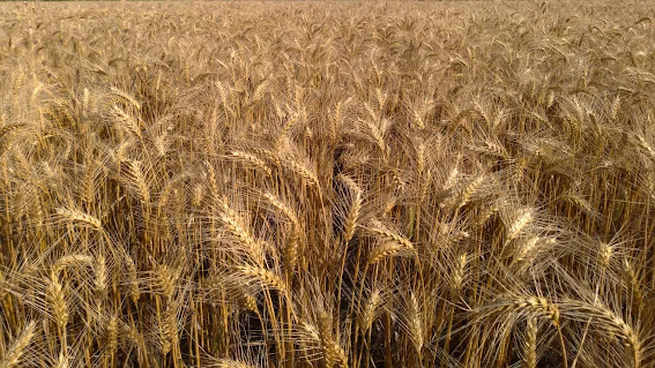lote-trigojpg
