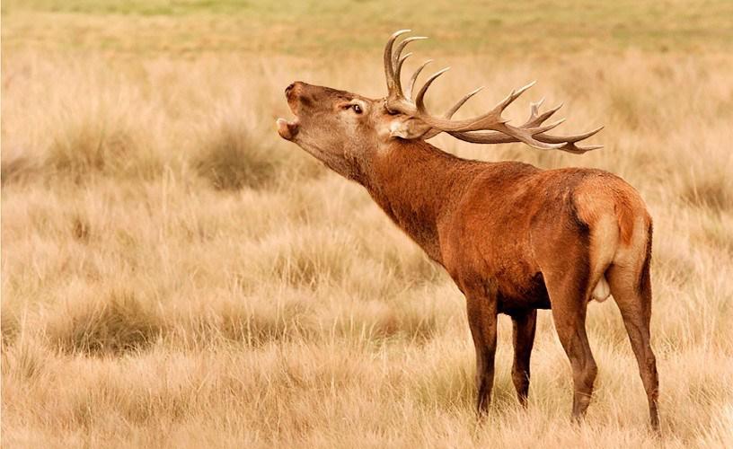 ciervos-brama-la-pampa-3dc9c6aa6