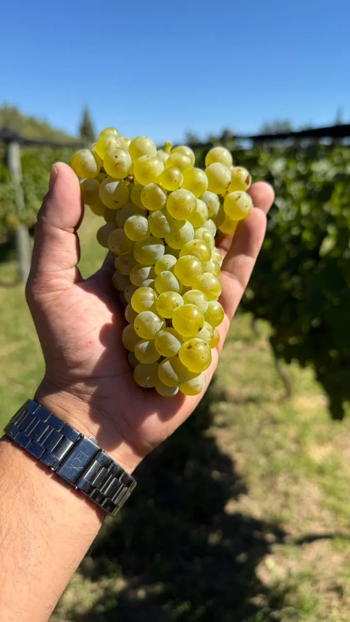 86631_whatsapp-image-2026-02-13-at-11.14.56