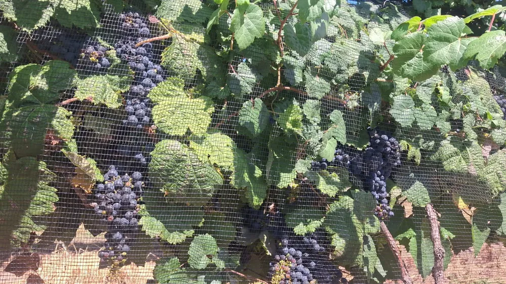 424954_img-20260221-wa0055